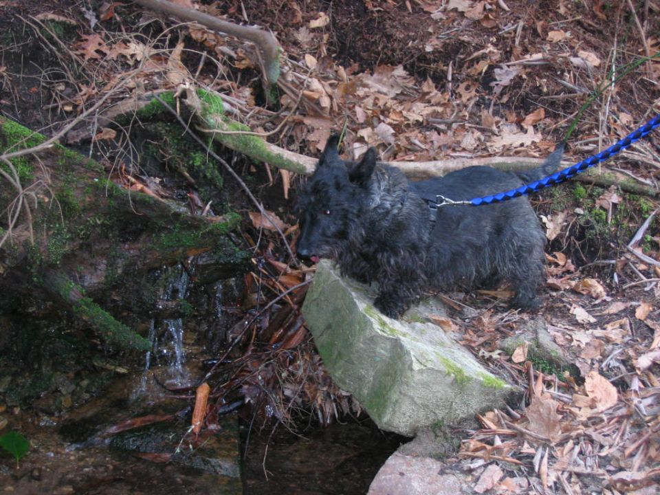 Black dog on blue leash by a small stream and rocks