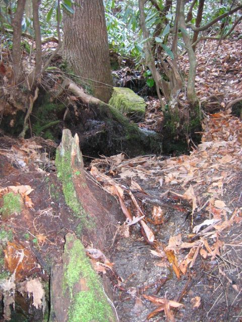 1985 Ford LTD Crown Victoria - A natural forest scene moss-covered logs and a stream bed filled with fallen leaves and debris.