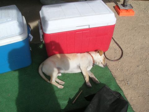 1985 Ford Bronco - A dog rests in the shade of two large coolers on a sunny day.