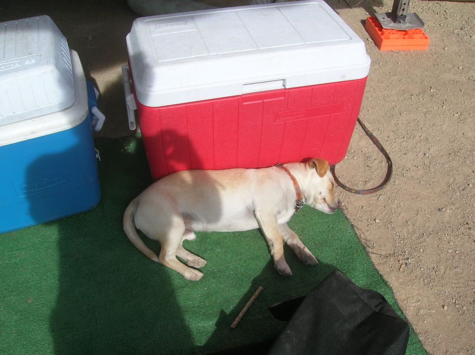 Dog sleeping on green mat next to a red and white cooler and a blue cooler