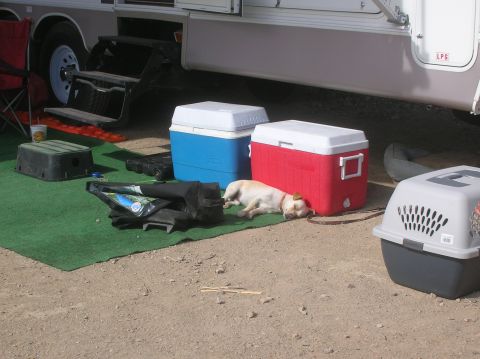 1985 Ford Bronco - A dog rests in the shade next to camping coolers, with an RV parked nearby.