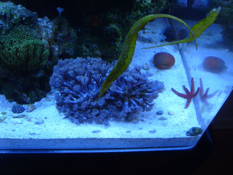 Aquarium scene with blue coral, green anemone, a pipefish, and starfish. Watermark reads SUPERMOTORS