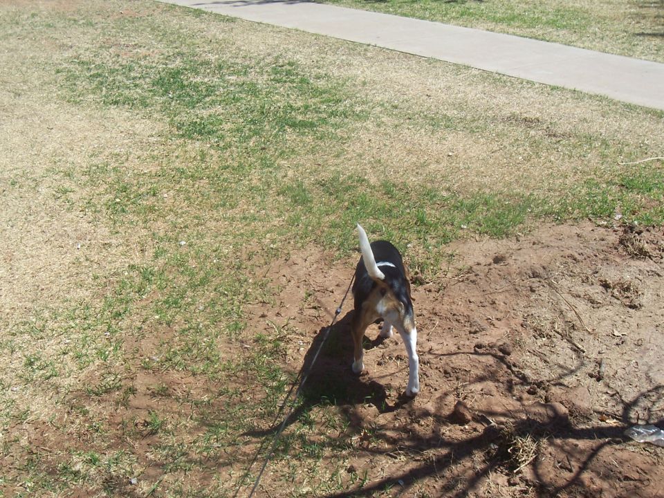 Dog on a leash in a grassy area