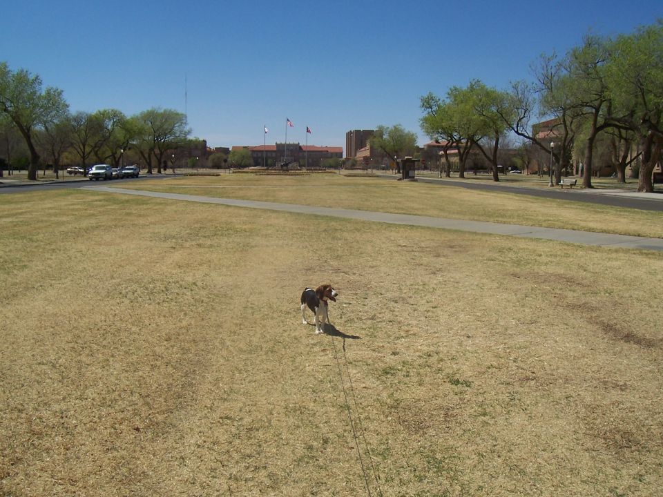Dog on a leash in a dry grassy field with buildings and trees in the background under a clear blue sky
