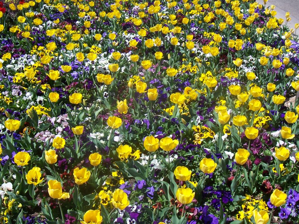 Flower bed with yellow tulips and purple pansies