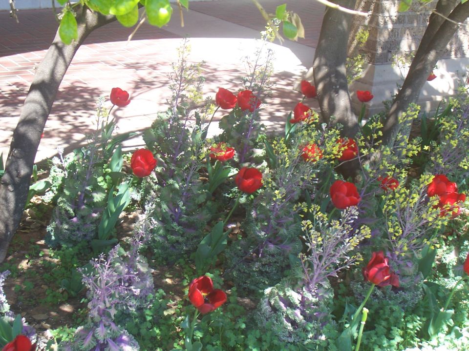 Red tulips and purple ornamental kale growing under trees with dappled sunlight