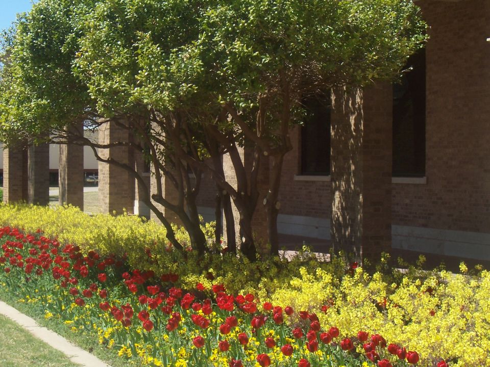 Red tulips and yellow flowers line a walkway in front of a brick building with trees