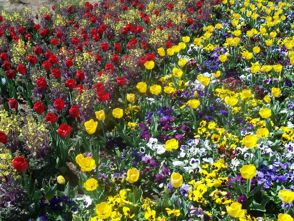 dense flower bed with red tulips, yellow tulips, purple pansies, and yellow wildflowers