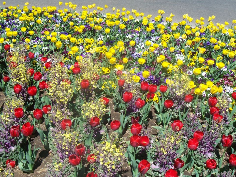 Flower bed with red tulips, yellow tulips, and purple pansies