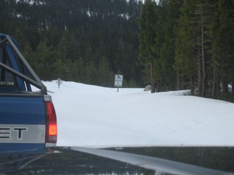 1995 Ford Bronco - A blue pickup truck is seen from behind in a snowy environment, with a speed limit sign visible in the distance.