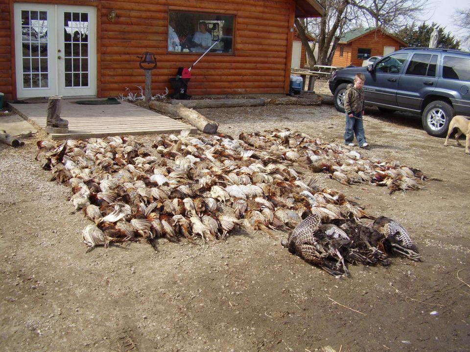 Large pile of harvested birds in front of a log cabin