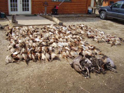 1968 Jeep J-20 - A large collection of harvested birds lies on the ground outside a log cabin, with a vehicle nearby.