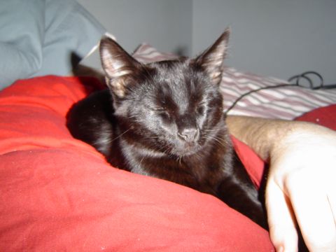 1989 Ford Bronco - New kitteh.