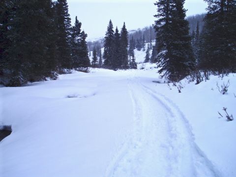2000 Ford E350 - Tire tracks mark a path through a snow-covered landscape surrounded by pine trees.