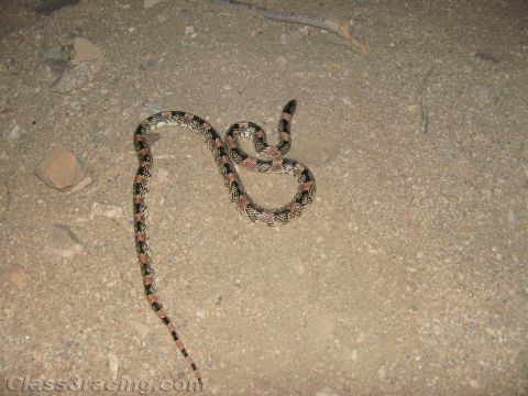 1990 Ford Bronco - slender banded snake with reddish and dark markings lies coiled on sandy desert ground in a flash-lit nighttime photo.