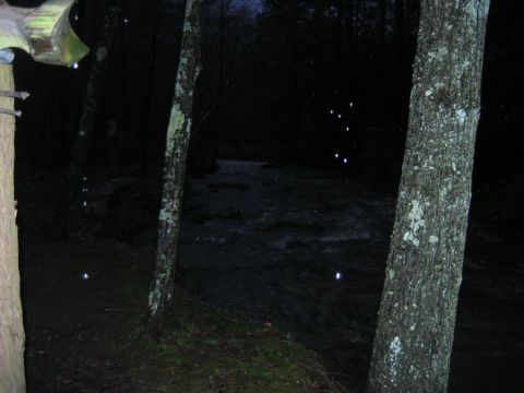 1992 Ford Mustang - A nighttime forest scene with trees and a dark, rippling body of water, dotted with faint lights.