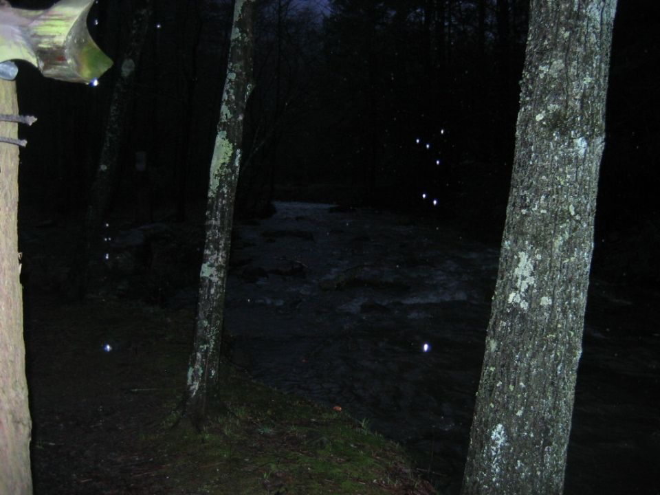 Dark forest with trees and a body of water, illuminated by scattered lights