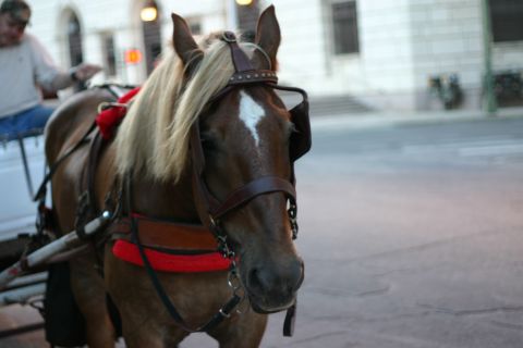 1997 Ford Probe - A horse is harnessed and ready to pull a carriage on a city street.