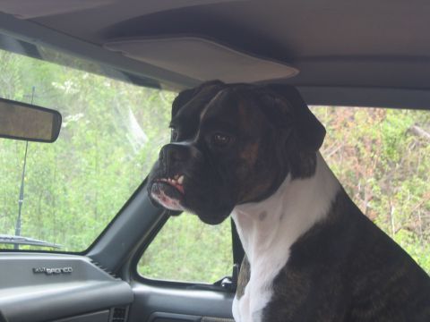 1989 Ford Bronco - A dog sits in the passenger seat of a vehicle, looking out the window.
