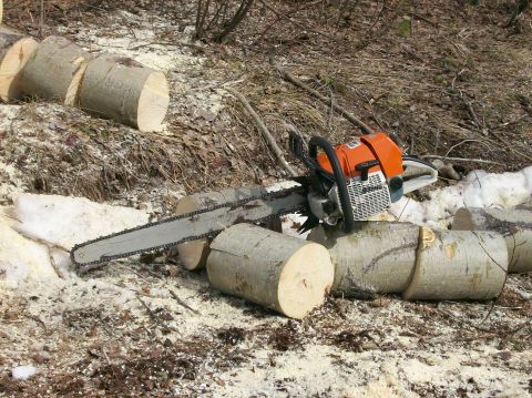 2000 Chevrolet Tahoe - A chainsaw rests on freshly cut logs, surrounded by sawdust and woodland debris.