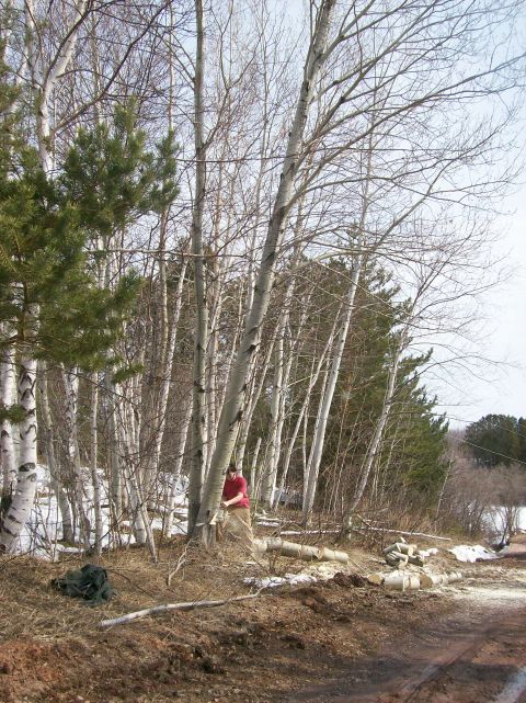 2000 Chevrolet Tahoe - A person is cutting down a tree in a wooded area with birch and pine trees.