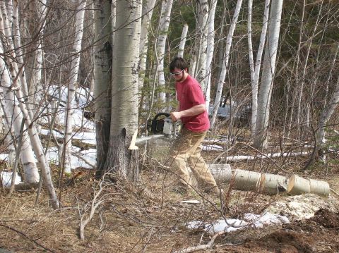 2000 Chevrolet Tahoe - Man cutting down a tree with a chainsaw in a forest setting.