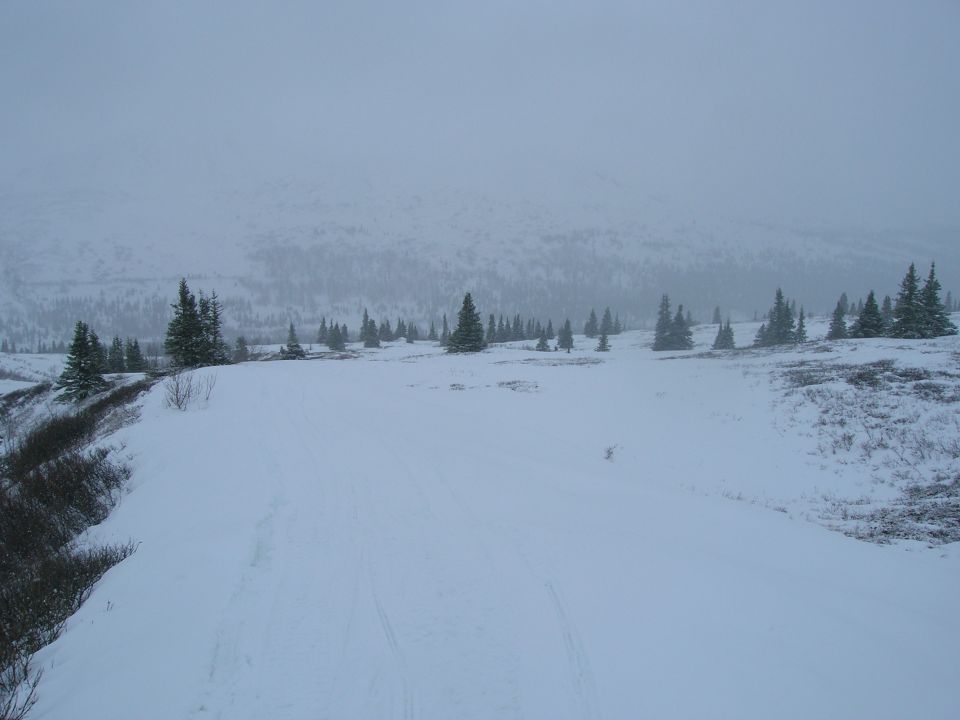 snowy field with scattered evergreen trees and distant hills under a cloudy sky