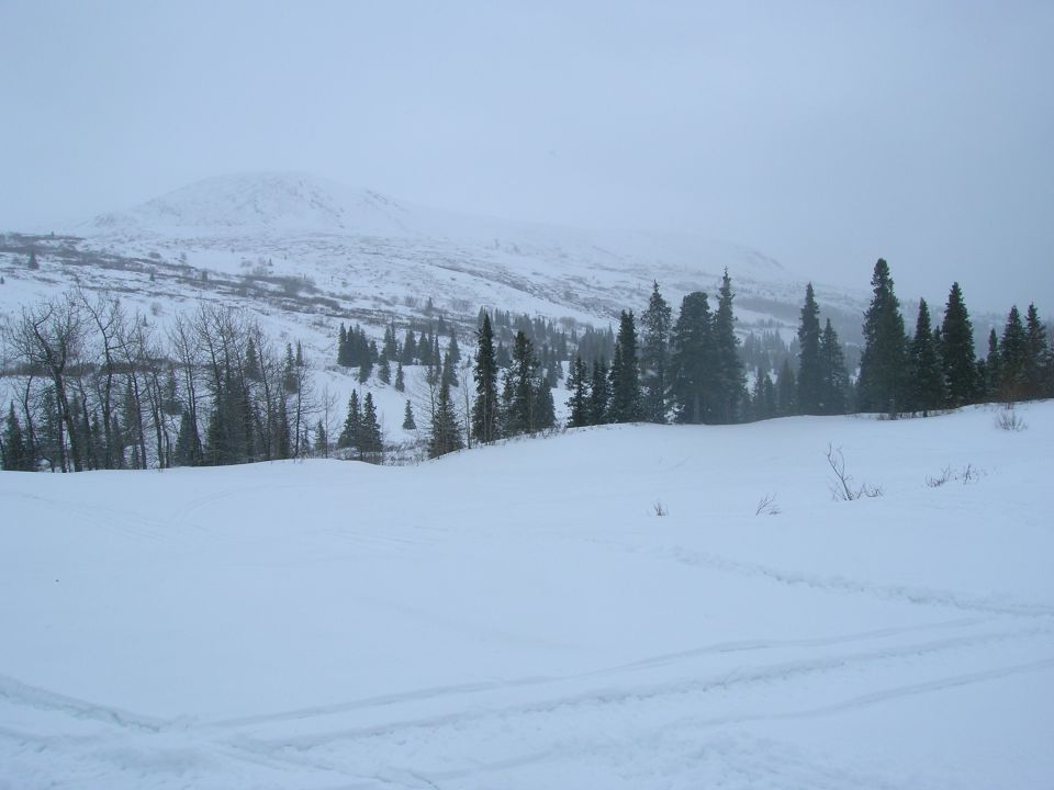 snowy mountain with trees and tracks in the foreground
