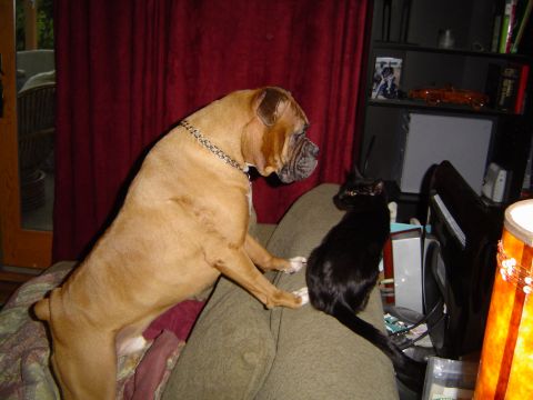 1989 Ford Bronco - Cash inspecting the kitteh