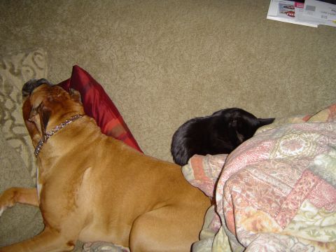 1989 Ford Bronco - Leroy sleepin on the couch with Cassius