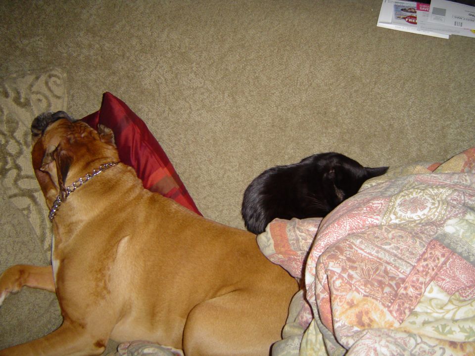 Leroy sleepin on the couch with Cassius