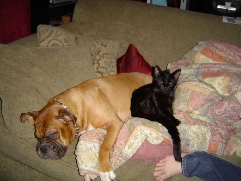 1989 Ford Bronco - A tan boxer dog and a black cat relax together on a comfortable couch.