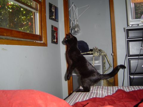 1989 Ford Bronco - A black cat stands on a bed, curious about something outside the window.