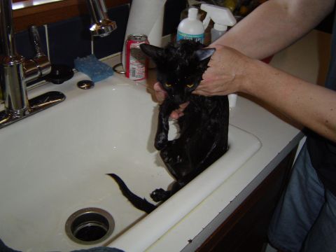 1989 Ford Bronco - A black cat is being bathed in a sink, with its fur wet and eyes wide.