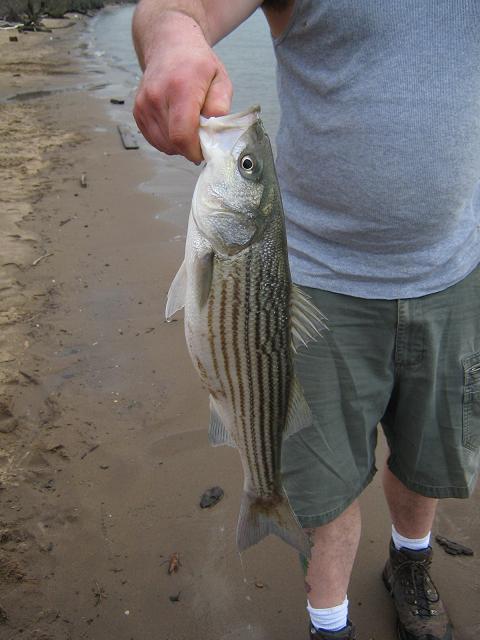 1990 Ford Bronco - A person displays a freshly caught striped bass on a beach, with the water and sand visible in the background.