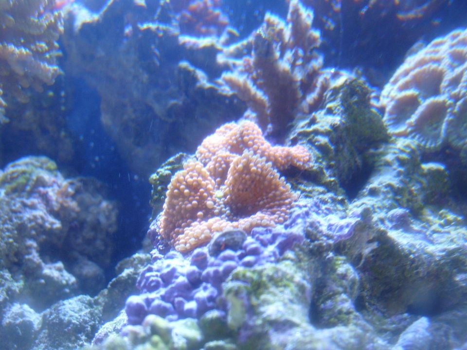 underwater coral reef with orange and purple formations