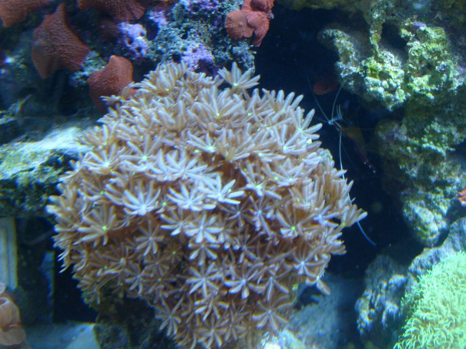 Coral reef scene with a shrimp visible behind a large coral formation