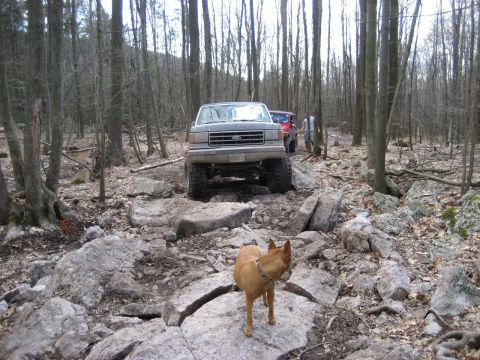 1991 Ford Bronco - A gray Ford Bronco navigates a rocky forest trail with another vehicle and a dog nearby.