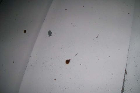 1992 Ford C-350 (Centurion Conversions) - Surface rust on the hood.
