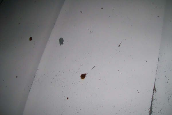 White paper surface with small dark specks and reddish-brown fluid drip stains