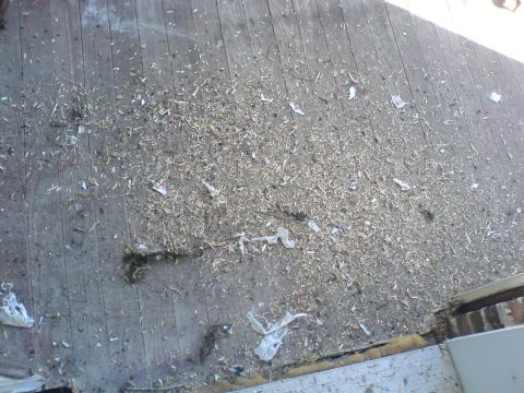 1985 Ford Bronco - A wooden deck surface is littered with wood shavings, paper scraps, and other debris.