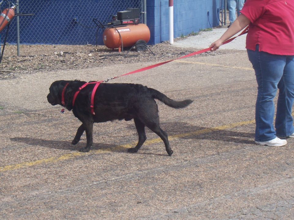 Person walking a black dog on a red leash in front of a blue building and an air compressor