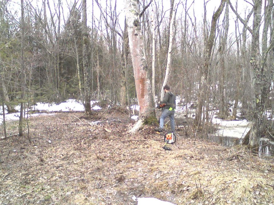 Guy cutting a tree with a chainsaw in a wooded area with snow on the ground