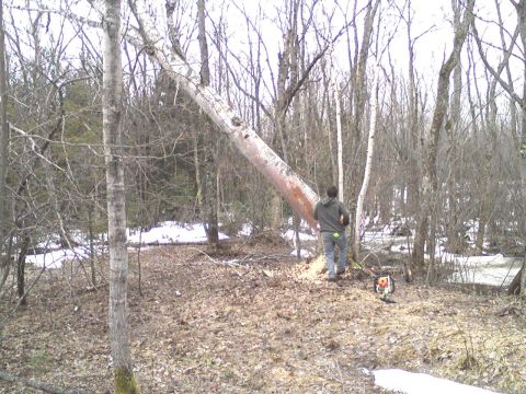 2000 Chevrolet Tahoe - A man operates a chainsaw near a large fallen tree in a forest clearing.