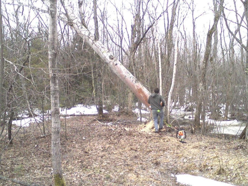 Man with chainsaw stands by a fallen tree in a wooded area with snow patches