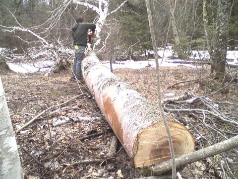 2000 Chevrolet Tahoe - A man uses a chainsaw to cut a large fallen tree in a wooded area with snow on the ground.
