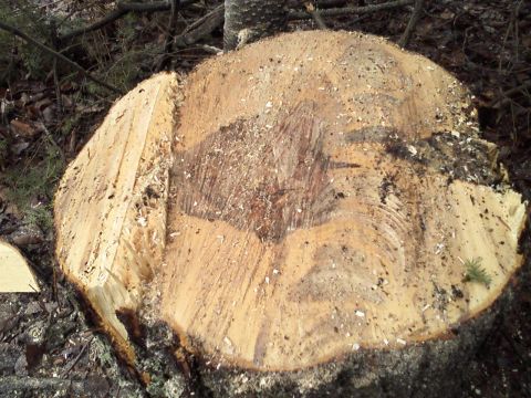 2000 Chevrolet Tahoe - A freshly cut tree stump rests on the forest floor, surrounded by debris.