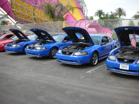 1992 Ford Crown Victoria - Several blue Ford Mustangs are displayed with their hoods open at an outdoor event.