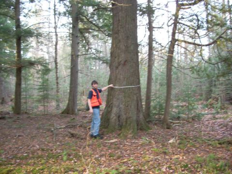 2000 Chevrolet Tahoe - A person in an orange vest measures the circumference of a large tree in a wooded area.