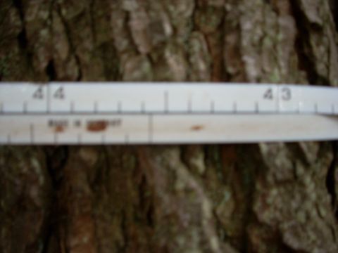 2000 Chevrolet Tahoe - Bark texture with a measuring tape indicating measurements and origin.